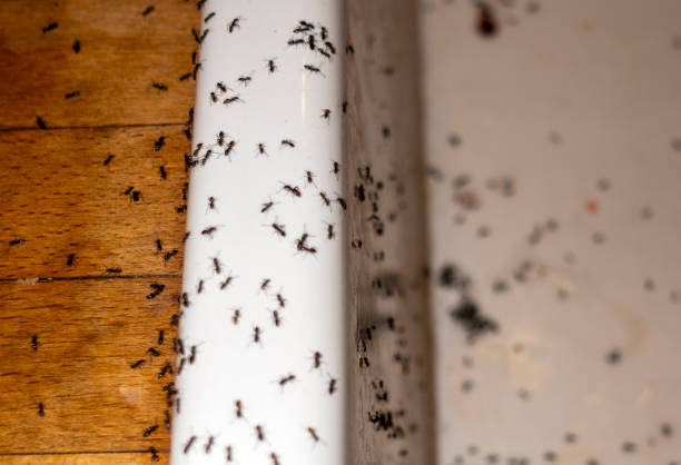Best Pest Inspection Near Me  in , OK