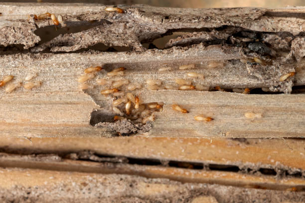 Best Best Pest Control Companies  in , OK